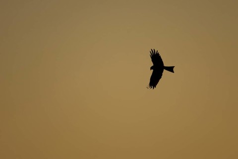 Red kite (Milvus milvus) adult raptor bird of prey in flight silhouette at sunset, Suffolk,