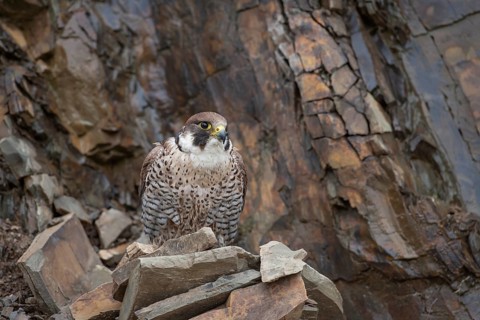 Peregrine falcon (Falco peregrinus) adult bird of prey on a cliff, England, United Kingdom