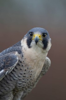 Peregrine falcon (Falco peregrinus) adult bird of prey head portrait, England, United Kingdom