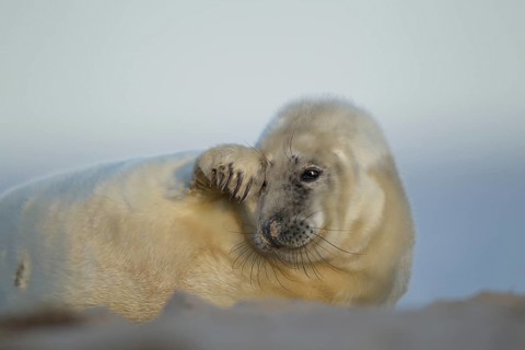 Grey seal (Halichoerus grypus) juvenile baby pup marine mammal relaxing on a beach, England, United