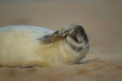 Grey seal (Halichoerus grypus) juvenile baby pup marine mammal on a beach, England, United Kingdom