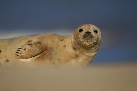 Grey seal (Halichoerus grypus) adult marine mammal resting on a beach, Norfolk, England, United