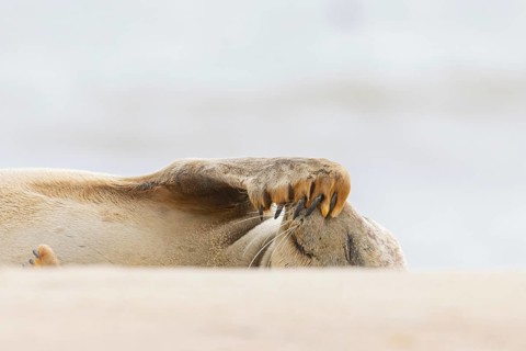 Common or Harbour or Harbor seal (Phoca vitulina) juvenile baby pup marine mammal sleeping on a