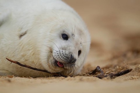 Grey seal (Halichoerus grypus) juvenile baby pup marine mammal on a beach, Norfolk, England, United