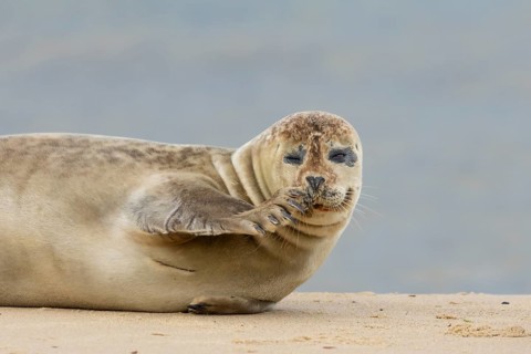 Common or Harbour or Harbor seal (Phoca vitulina) adult marine mammal relaxing on a beach, Norfolk,