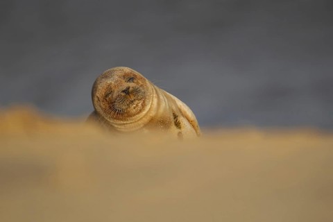 Common or Harbour or Harbor seal (Phoca vitulina) adult marine mammal sleeping on a beach, Norfolk,