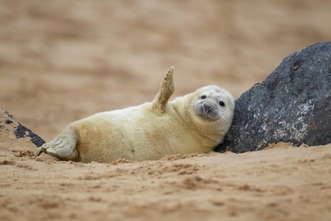Grey seal (Halichoerus grypus) juvenile baby pup marine mammal waving its front foot resting on a