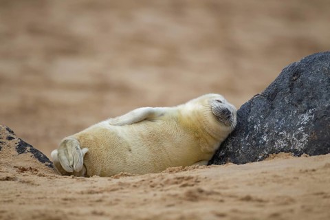 Grey seal (Halichoerus grypus) juvenile baby pup marine mammal sleeping on a rock on a beach,