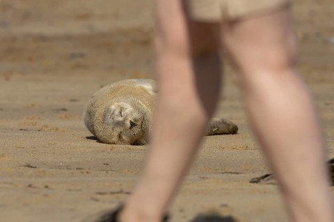 Common or Harbour or Harbor seal (Phoca vitulina) juvenile baby pup marine mammal sleeping on a