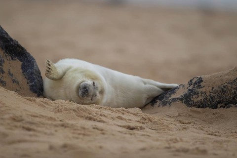Grey seal (Halichoerus grypus) juvenile baby pup marine mammal sleeping on a beach, Norfolk,