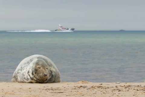 Grey seal (Halichoerus grypus) adult marine mammal resting on a beach with a boat on the sea in the