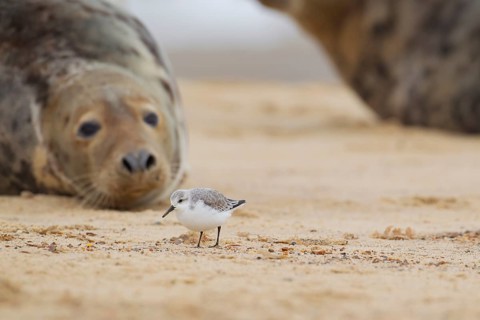 Grey seal (Halichoerus grypus) adult marine mammal resting on a beach watching a Sanderling wader