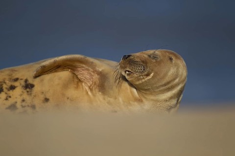 Grey seal (Halichoerus grypus) adult marine mammal sleeping on a beach, Norfolk, England, United