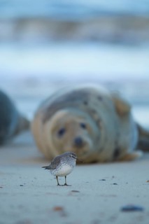 Grey seal (Halichoerus grypus) adult marine mammal on a beach watching a Knot (Calidris canutus)