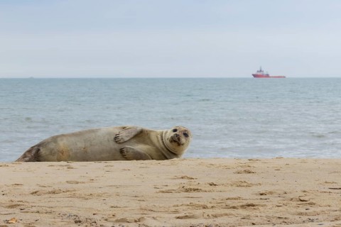 Common or Harbour or Harbor seal (Phoca vitulina) adult marine mammal relaxing on a beach with a