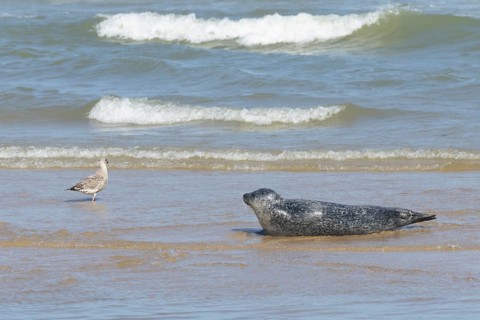 Common or Harbour or Harbor seal (Phoca vitulina) adult watching a juvenile Herring gull bird in