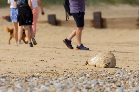 Common or Harbour or Harbor seal (Phoca vitulina) adult marine mammal sleeping on a beach with