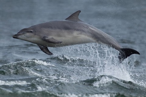 Common bottlenose dolphin (Tursiops truncatus) adult marine mammal leaping out of the water of the