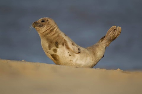 Common or Harbour or Harbor seal (Phoca vitulina) adult marine mammal moving on a beach, Norfolk,