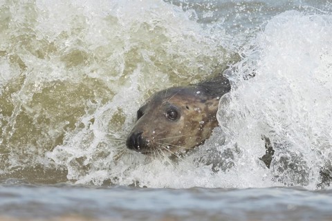 Grey seal (Halichoerus grypus) adult marine mammal surfing on a wave of the sea on to a beach,