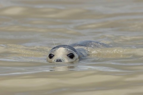 Common or Harbour or Harbor seal (Phoca vitulina) adult marine mammal swimming in the sea, Norfolk,