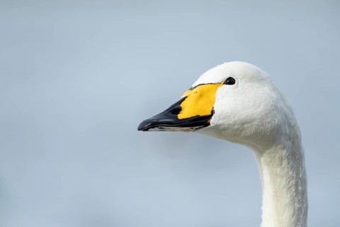 Whooper swan (Cygnus cygnus) adult bird head portrait, England, United Kingdom