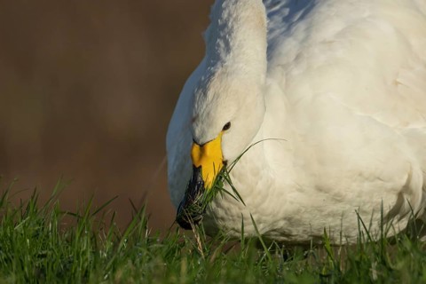 Whooper swan (Cygnus cygnus) adult bird feeding on grass in winter, RSPB Frampton marsh nature