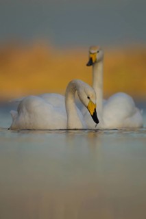 Whooper swan (Cygnus cygnus) two adult birds swans on water of a flooded meadow in winter,