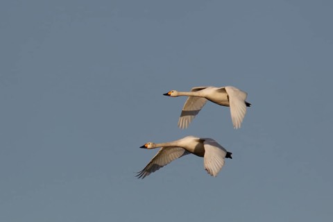 Bewick's swan (Cygnus columbarius) two adult swans birds in flight in winter, Cambridgeshire,