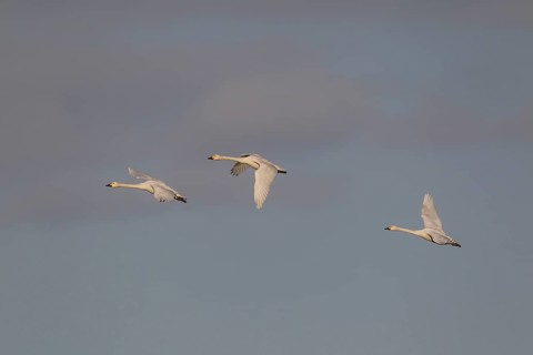 Bewick's swan (Cygnus columbarius) three adult swans birds in flight in winter, Cambridgeshire,