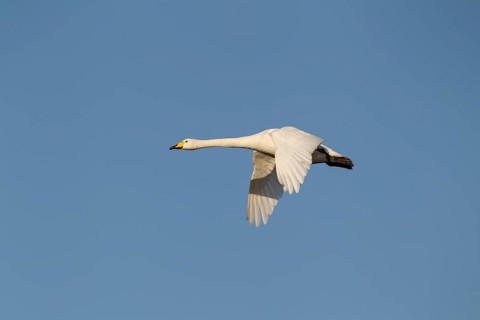 Whooper swan (Cygnus cygnus) adult bird in flight in winter, Cambridgeshire, England, United