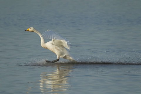 Whooper swan (Cygnus cygnus) adult bird in flight landing on water of a flooded meadow in winter,