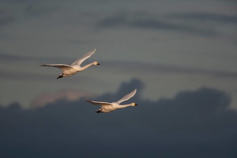 Bewick's swan (Cygnus columbarius) two adult swans birds in flight in winter, England, United