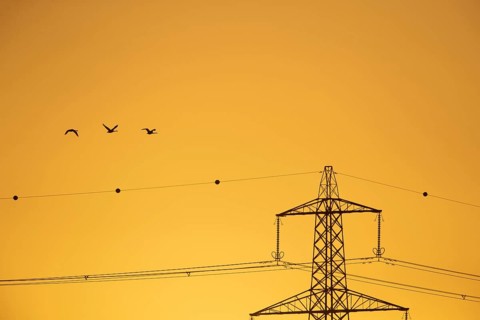 Whooper swan (Cygnus cygnus) three adult swans birds in flight with an electricity pylon and wires