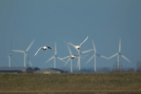 Whooper swan (Cygnus cygnus) three adult swans birds in flight with windfarm turbines in the
