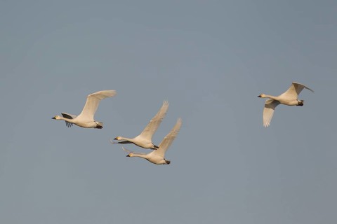 Bewick's swan (Cygnus columbarius) four adult swans birds in flight in winter, England, United