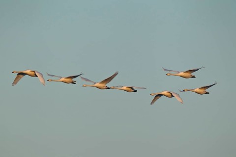 Whooper swan (Cygnus cygnus) seven adult swans birds in a flock in flight in winter,