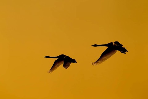 Whooper swan (Cygnus cygnus) two adult pair of swans birds in flight silhouette at sunset in