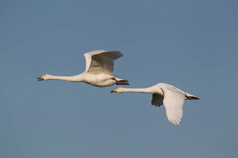 Whooper swan (Cygnus cygnus) two adult pair of swans birds in flight in winter, Cambridgeshire,