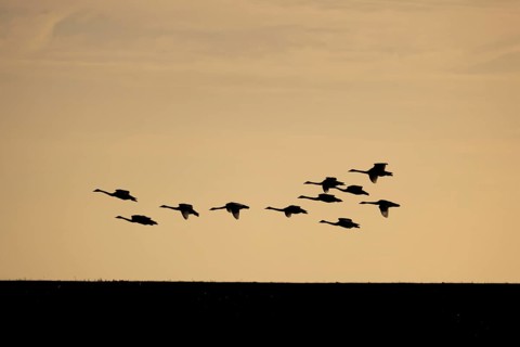 Whooper swan (Cygnus cygnus) eleven adult swans birds in flight in a flock silhouette at sunset in