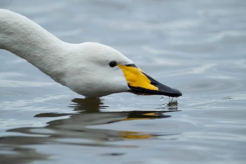 Whooper swan (Cygnus cygnus) adult bird drinking on a lake, England, United KIngdom
