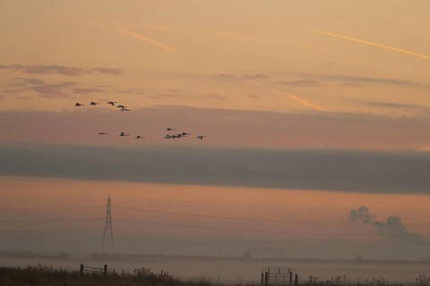 Whooper swan (Cygnus cygnus) adult swans birds in flight with an electricity pylon and wires in the