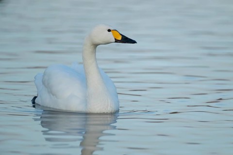 Bewick's Swan (Cygnus columbianus) adult bird on a lake in winter, England, United Kingdom