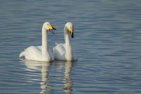 Whooper swan (Cygnus cygnus) two adult birds swans on water of a flooded meadow in winter,