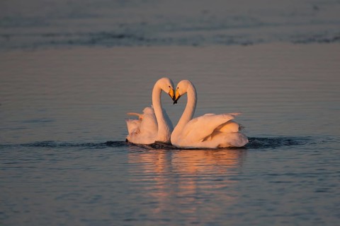Whooper swan (Cygnus cygnus) two adult birds swans on water of a flooded meadow performing their