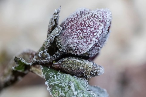Lenzrose (Helleborus orientalis cultivar) in hoarfrost, Emsland, Lower Saxony, Germany