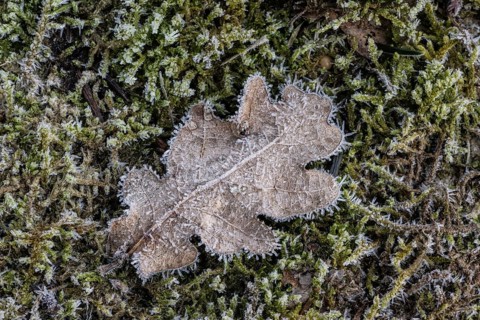 Oak leaf (Quercus robur) on moss in hoarfrost, Emsland, Lower Saxony, Germany
