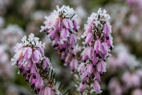 Snow heather (Erica carnea) in hoarfrost, Emsland, Lower Saxony, Germany