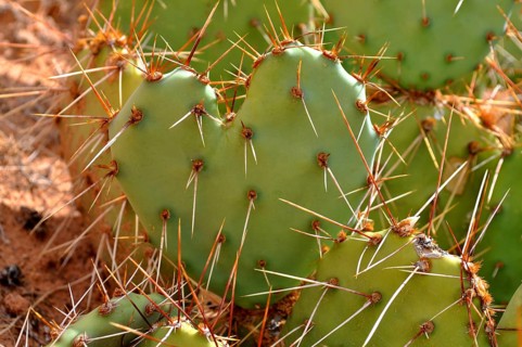 Green heart-shaped cacti with long thorns in a dry environment, Canyonlands National Park, Utah,