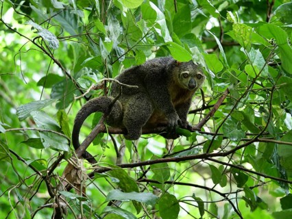 Sulawesi cuscus (Strigocuscus celebensis) sitting in the bush, Tangkoko National Park, Sulawesi